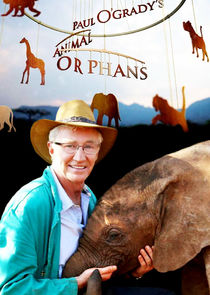 Paul O'Grady's Animal Orphans Ne Zaman?'