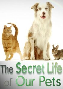 The Secret Life of Our Pets Ne Zaman?'