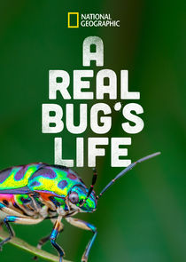 A Real Bug's Life Ne Zaman?'
