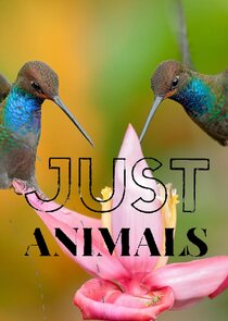 Just Animals Ne Zaman?'