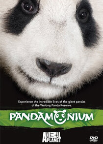 Pandamonium Ne Zaman?'