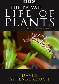 The Private Life of Plants Ne Zaman?'