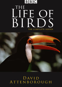 The Life of Birds Ne Zaman?'