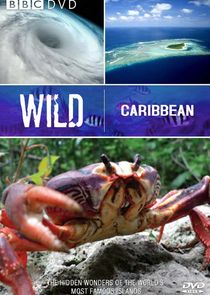 Wild Caribbean Ne Zaman?'