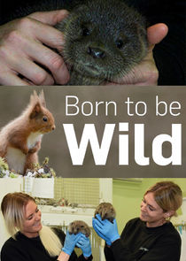 Born to Be Wild Ne Zaman?'