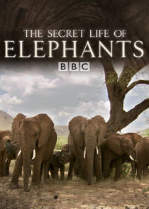 The Secret Life of Elephants Ne Zaman?'