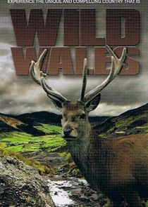 Wild Wales Ne Zaman?'