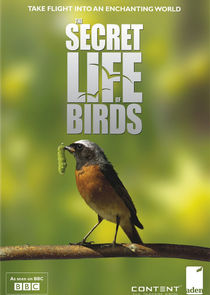 Iolo's Secret Life of Birds Ne Zaman?'