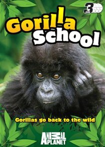 Gorilla School Ne Zaman?'