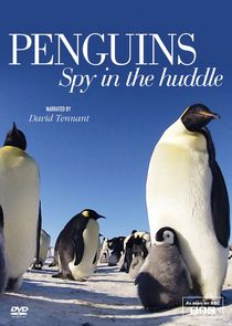 Penguins: Spy in the Huddle Ne Zaman?'