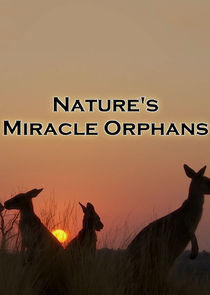 Nature's Miracle Orphans Ne Zaman?'