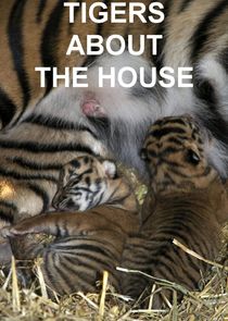 Tigers About the House Ne Zaman?'