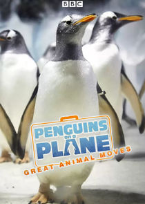 Penguins on a Plane: Great Animal Moves Ne Zaman?'