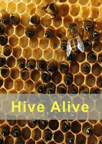 Hive Alive Ne Zaman?'