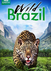 Wild Brazil Ne Zaman?'