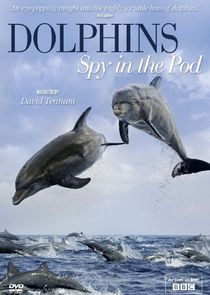 Dolphins: Spy in the Pod Ne Zaman?'