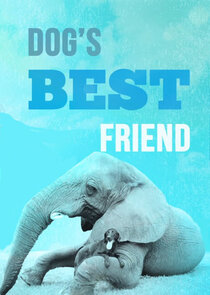 Dog's Best Friend Ne Zaman?'