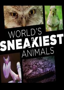World's Sneakiest Animals Ne Zaman?'