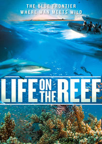 Life on the Reef Ne Zaman?'