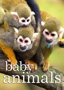 Baby Animals Ne Zaman?'
