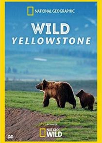 Wild Yellowstone Ne Zaman?'