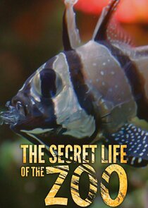 The Secret Life of the Zoo Ne Zaman?'
