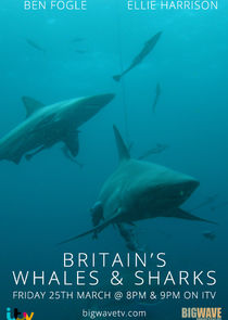 Britain's Whales and Sharks Ne Zaman?'