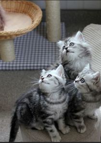 The Secret Life of Kittens Ne Zaman?'