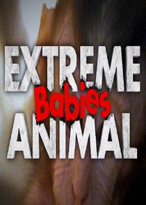 Extreme Animal Babies Ne Zaman?'