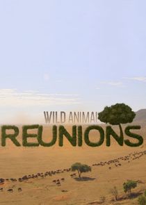 Wild Animal Reunions Ne Zaman?'