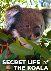 Secret Life of the Koala Ne Zaman?'