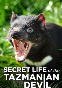 Secret Life of the Tasmanian Devil Ne Zaman?'
