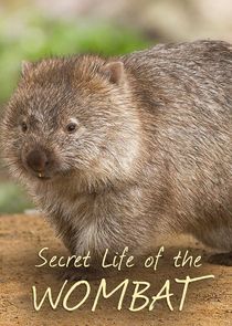Secret Life of the Wombat Ne Zaman?'