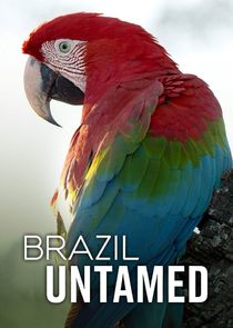 Brazil Untamed Ne Zaman?'