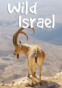 Wild Israel Ne Zaman?'