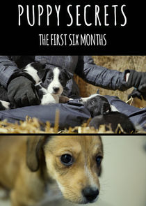 Puppy Secrets: The First Six Months Ne Zaman?'