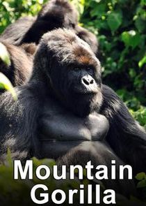 Mountain Gorilla: Mission Critical Ne Zaman?'