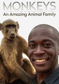 Monkeys: An Amazing Animal Family Ne Zaman?'