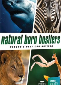 Natural Born Hustlers Ne Zaman?'