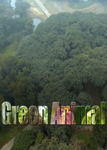 Green Animal Ne Zaman?'