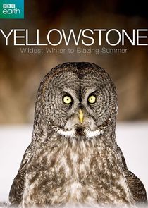 Yellowstone: Wildest Winter to Blazing Summer Ne Zaman?'