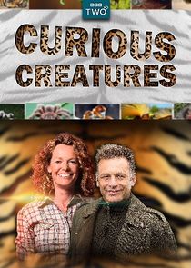 Curious Creatures Ne Zaman?'
