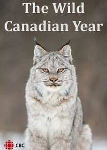 The Wild Canadian Year Ne Zaman?'