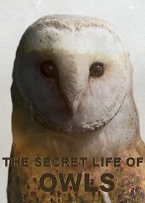 The Secret Life of Owls Ne Zaman?'