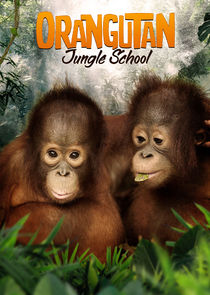 Orangutan Jungle School Ne Zaman?'