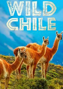 Wild Chile Ne Zaman?'