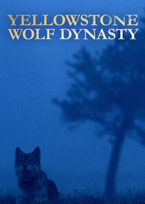 Yellowstone Wolf Dynasty Ne Zaman?'