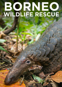 Borneo Wildlife Rescue Ne Zaman?'