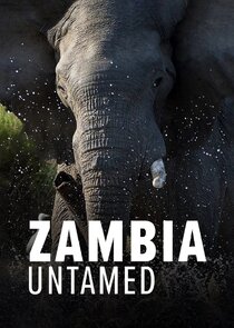 Zambia Untamed Ne Zaman?'