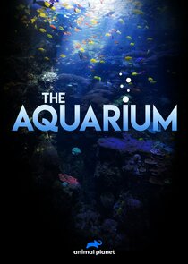 The Aquarium Ne Zaman?'